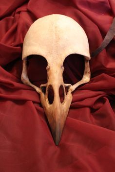 Bird Skull Drawing, Bird Skull Mask, Friday The 13th Tattoo, Strašidelný Halloween, Skull Reference, Animal Skeletons, Skull Collection, Raven Bird, Crow Skull