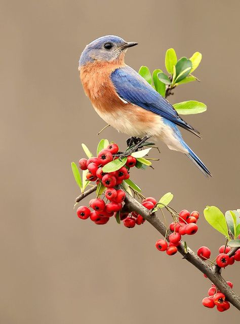 Bird Reference, Eastern Bluebird, Wild Animals Pictures, Animal Reference, Wallpaper Nature Flowers, Bird Artwork, Desenho Tattoo, Blue Birds, Animal References