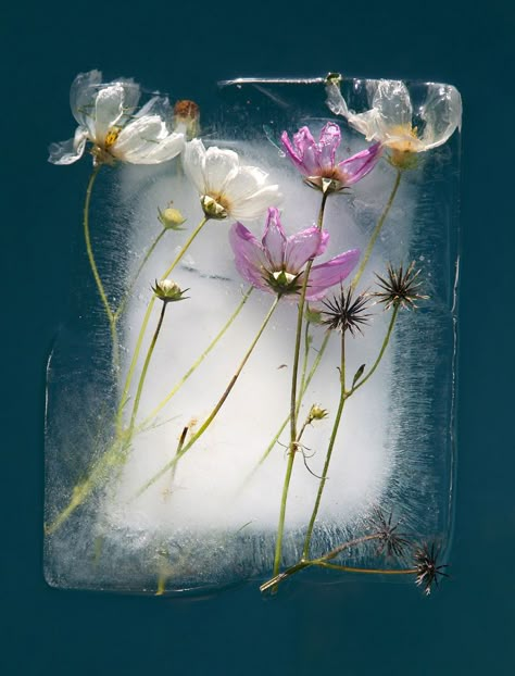 30 Pics Of Flowers That We Captured Encased In Ice (New Pics) Flowers In The Water, Iced Flowers, Flowers In Ice, Flowers In Water, Frozen Flowers, Flowers And Water, Ice Flowers, Zero Degrees, Ice Photo