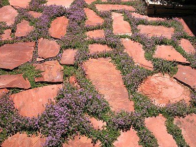 creeping thyme in between rocks--I may do this on the side of my house. Red Creeping Thyme, Thyme Plant, Growing Moss, Creeping Thyme, Flagstone Patio, Casa Exterior, Garden Pathway, Patio Stones, Garden Stuff