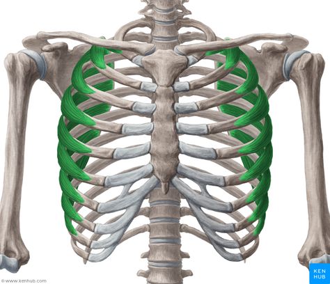 Serratus anterior muscle (Musculus serratus anterior) Human Muscle Anatomy, Anatomy Medical, Musculoskeletal System, Human Body Anatomy, Muscle Anatomy, Shoulder Muscles, Bones And Muscles, Body Anatomy, Female Anatomy