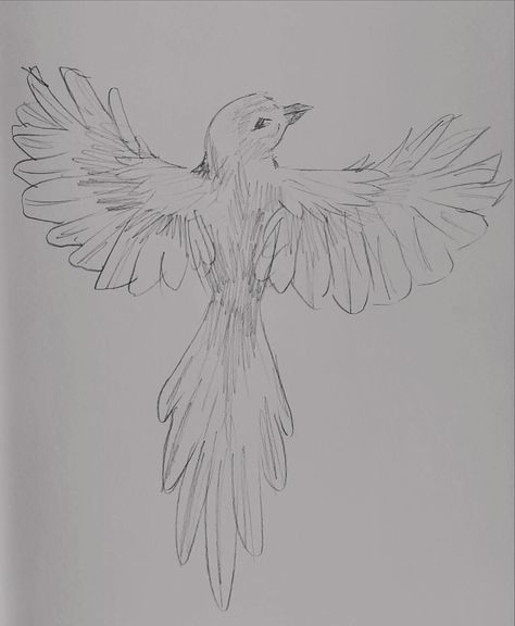 some quick bird sketches . . . . • #sketch #graphitedrawing #quicksketch #art #artistsoninstagram #pencilsketch #drawing Cute Drawings Of Characters, Bird Cage Sketch, Anime Bird Drawing, Sketching Ideas Nature, Birds Ink Drawing, Bird Feet Drawing Reference, Drawing Birds Tutorial, Drawings Ideas Animals, Birds Sketches Pencil