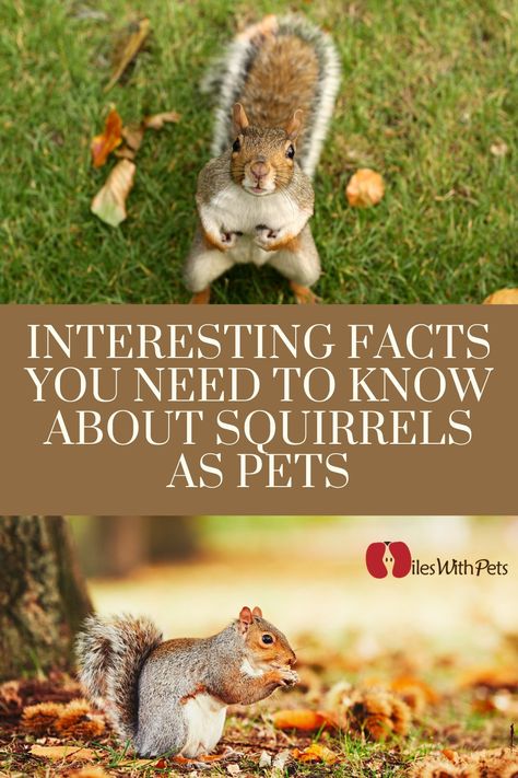 Squirrel Habitat Diy, Squirrel Cages Indoor, Squirrel Enclosure Diy, Diy Squirrel Cage Ideas, Diy Squirrel Cage, Pet Squirrel Habitat, Indoor Squirrel Habitat, Squirrel Enrichment, Pet Squirrel Cage Ideas