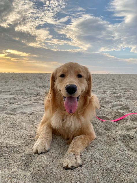 Golden Retriever Photoshoot, Golden Retriever Beach, Wholesome Aesthetic, Golden Dachshund, Golden Retriever Wallpaper, Puppy Teacup, Perros Golden Retriever, Tattoos Dog, Tattoo Animals