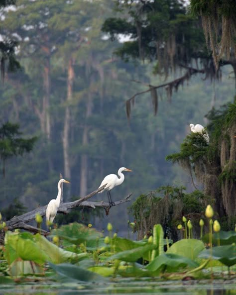 Louisiana Swamp, Swamp Tours, Where The Crawdads Sing, Louisiana Bayou, Louisiana Travel, Louisiana Art, The Bayou, Herons, Cypress Trees