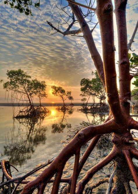 Queensland Mangrove Art, Fish Rack, Red Mangrove, Mangrove Trees, Sunrise Tattoo, Standing In Water, Mangrove Swamp, Florida Life, Mangrove Forest