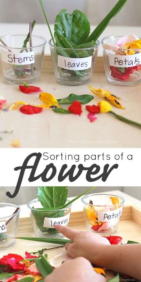 Preschool Garden, Preschool Spring, Plant Activities, Spring Preschool, Parts Of A Flower, Kindergarten Science, Preschool Science, Preschool Themes, Preschool Lessons