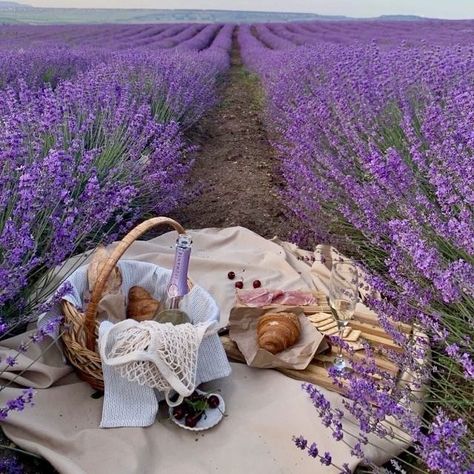 — a trail of fire ran along your merciful fingers... Lavender Picnic, Field Picnic, Lavender Fields Photography, Picnic Inspiration, Lavender Field, Picnic Ideas, Lavender Farm, Fields Photography, Lavender Fields