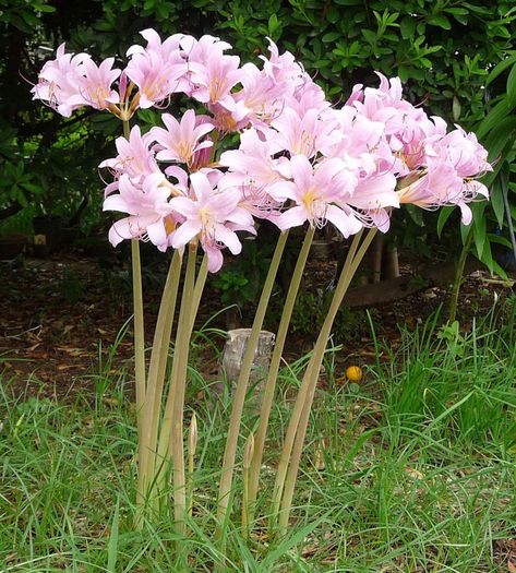 How to Grow Resurrection Lily (Surprise Lily). Resurrection lilies grow their foliage in the spring and their flowers at the end of the summer. They are a nice "surprise" in August. Long Stem Flowers, Perennial Bulbs, Lily Bulbs, All About Plants, Lily Flower, Plants And Flowers, Urban Garden, Dream Garden, Plants Flowers