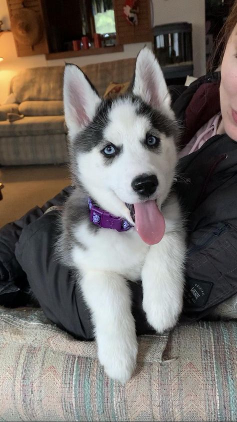 My new puppy Athena! #huskypuppies #huskydogs #husky #HuskySibir Husky Mix Breeds, Blue Eyes Baby, Small Husky, Husky Grooming, Husky Facts, Siberian Husky Facts, Black Husky, Husky With Blue Eyes, White Siberian Husky