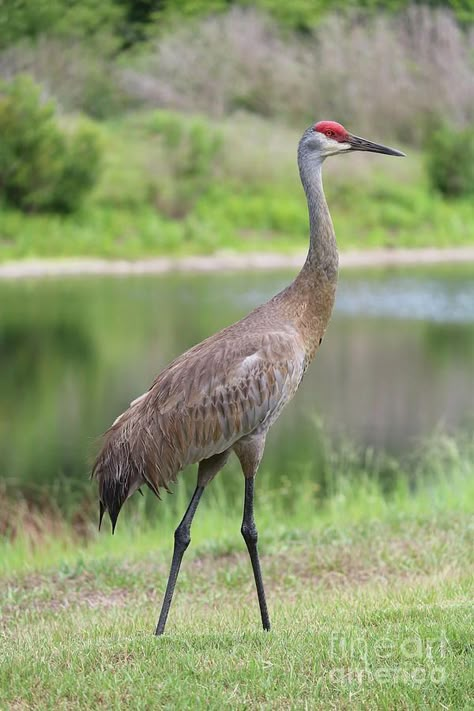 Crane Drawing, Crane Tattoo, Sandhill Cranes, Sandhill Crane, Water Birds, Crane Bird, Shorebirds, Herons, Bird Painting