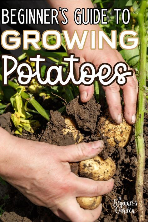 When To Plant Potatoes, Garden Potatoes, Summer Vegetable Garden, Container Potatoes, Potato Gardening, Grow Potatoes, Planting Potatoes, When To Plant, Vegetable Garden Diy