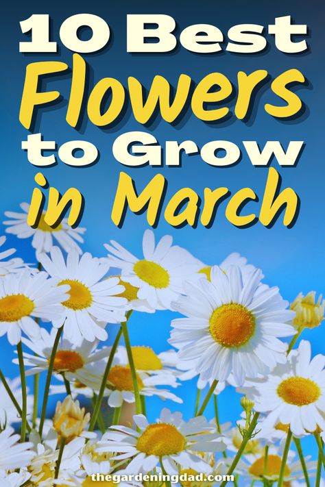 Are you looking to grow flowers in the month of March? Follow this article to learn about the best flowers to grow in March. #Thegardeningdad #flowers #march Plants To Plant In March, What Flowers To Plant In March, March Flowers In Season, Flowers To Plant In March, What To Plant In March, Perennials In Pots, Flowers In March, When To Plant Bulbs, Homestead Tips