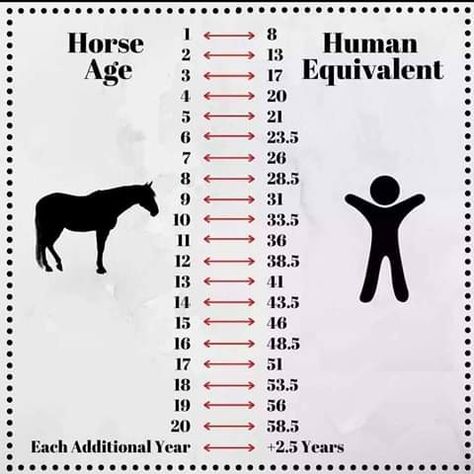 Horse Age, Horse Riding Quotes, Healthy Horses, Horse Information, Horse Facts, Horse And Human, Horse Care Tips, Horse Info, Horse Riding Tips