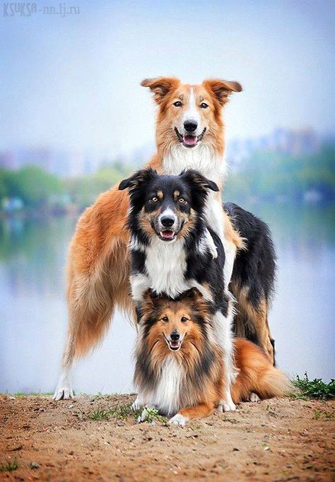 animal photos Giant Dogs, Three Dogs, A Good Friend, Must Love Dogs, Love My Dog, Border Collies, Cutest Animals, Dog Photography, Happy Dogs