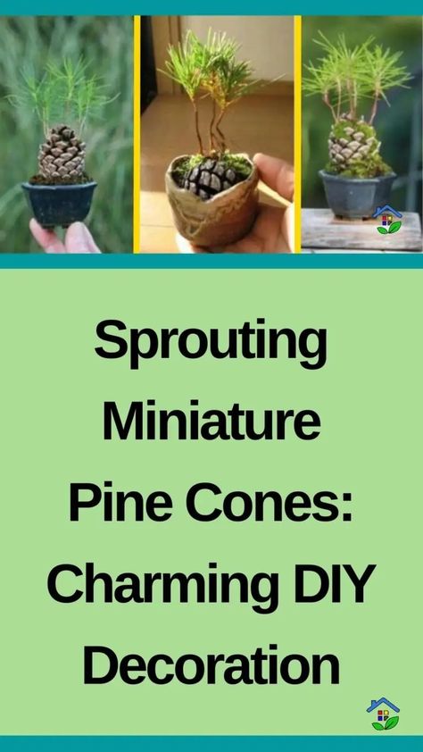 Tiny Pine Cone Decor: Easy Sprouting Guide Pine Cone Sprouting, Pine Cone Decor, Fir Cones, Eco Friendly Diy, Homeschool Lessons, Beautiful Decorations, Pine Cone Decorations, Foster Family, Embrace Nature