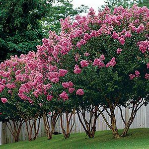 Crape Myrtle Lined Driveway, White Crape Myrtle Tree Landscaping, Crepe Myrtle Front Yard, Crepe Myrtle Driveway, Medium Trees For Backyard, Crepe Myrtle Trees Landscaping Backyards, Crepe Myrtle Landscaping Backyards, Crepe Myrtle Fence Line, Pink Crape Myrtle Tree