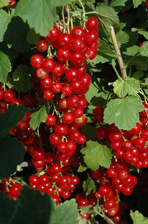 Click to close image; click and drag to move Red Currant Plant, Red Current Plants, Red Currant Bush, Dr Sebi List, Plants With Big Leaves, Currant Bush, Red Currants, Mountain Nursery, Gardening Zones