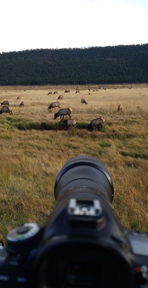 Majestic Elk: A Photographer's Guide to Capturing Elk in the Wild - KColby Photography Elk Images, Wildlife Photography Tips, Calving Season, Second Chance Romance, 5 Year Plan, Wildlife Photographer, Vision Board Goals, How To Photograph, Music Theatre