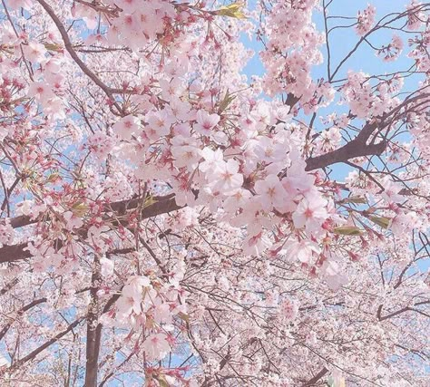 Sakura Aesthetic, Sakura Trees, Sakura Bloom, Tree Icon, Soft Pink Theme, Cherry Blossom Background, Flower Icons, Sakura Tree, Sakura Flower