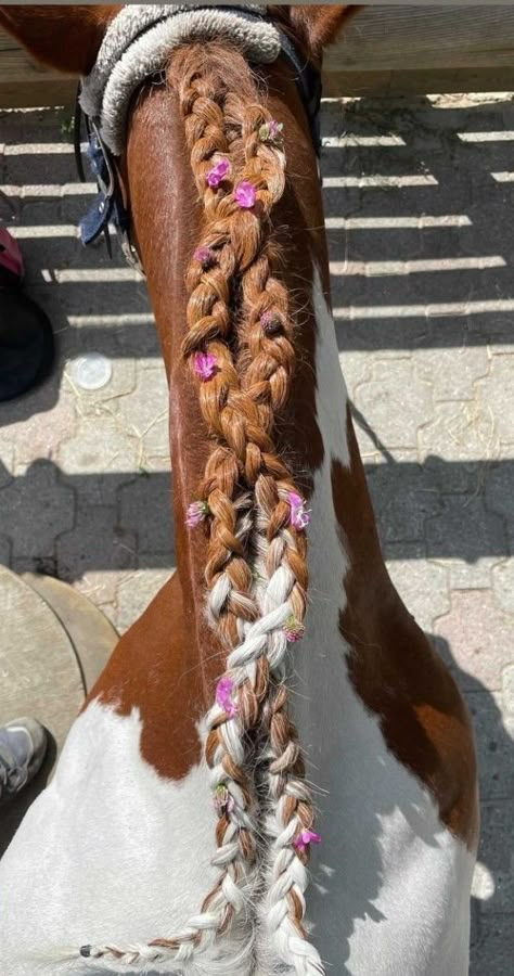 Horse With Braided Mane, Mane Styles For Horses, Hairstyles For Horses Mane, Braided Horse Mane, Tail Braids Horse, Horse Mane Braids Westerns, Horse Main Ideas, Cute Horse Hairstyles, Mane Braids For Horses