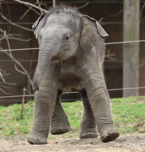 Asiatic Elephant, Elephant