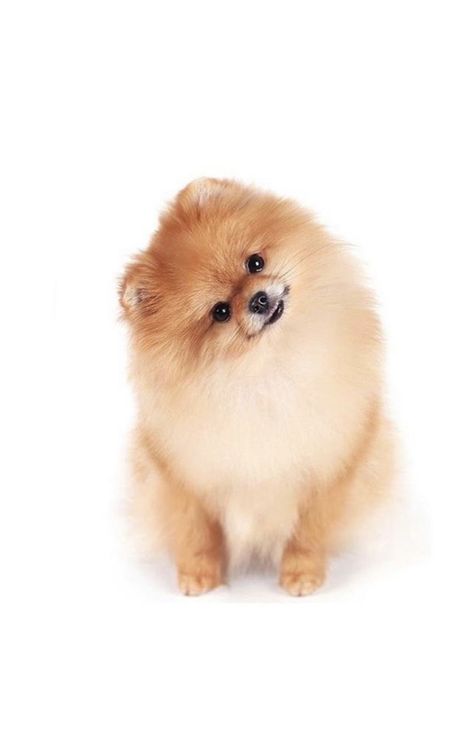 Toy Pomeranian, Tattoo Character, Pomeranian Dogs, Pom Dog, German Spitz, Cute Pomeranian, Dog Cuts, Very Cute Dogs, Pomeranian Puppy