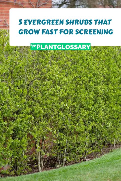 Speed and greenery go hand in hand with these 5 fast-growing evergreen shrubs, designed to provide efficient screening and aesthetic appeal. Bushes As Fencing, Evergreen Hedges Fast Growing, Planting A Hedge, Greenery Privacy Fence, Evergreen Fence Ideas, Deer Resistant Privacy Hedge, Fast Growing Evergreen Shrubs, Hedge Ideas Privacy, Eleagnus Hedge