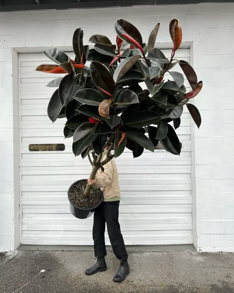 ARIUM BOTANICALS’s Instagram profile post: “We gasped when we opened up this 8FT Ficus elastica. It’s not often we see these potted as sizable trees & we just had to have it. This…” Ficus Religiosa, Green Infrastructure, Plants House, Succulent Garden Design, Inspiration Cards, Ficus Elastica, Things To Do Alone, Interior Plants, Fiddle Leaf