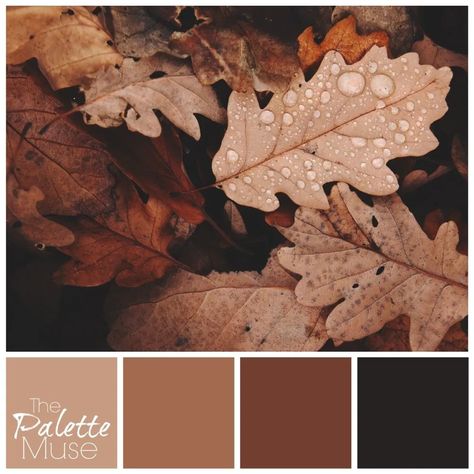 This rusty fall leaves palette brings together several warm shades of red-brown, for a cozy start to Autumn. Rusty Colour Palette, Vintage Color Palette Brown, Rusty Color Palette, Autumnal Colour Palette, November Color Palette, Fall Colour Palette, Brown Color Scheme, Autumn Color Palette, Brown Autumn