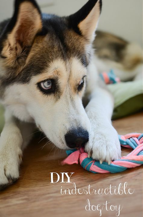 DIY Indestructible Dog Toy - Fake Ginger Dog Shirt Diy, Dog Toy Ideas, Dog Diy Projects, Fake Ginger, Smart Dog Toys, Outdoor Dog Toys, Dog Training Barking, Dogs Diy Projects, Dogs Toys