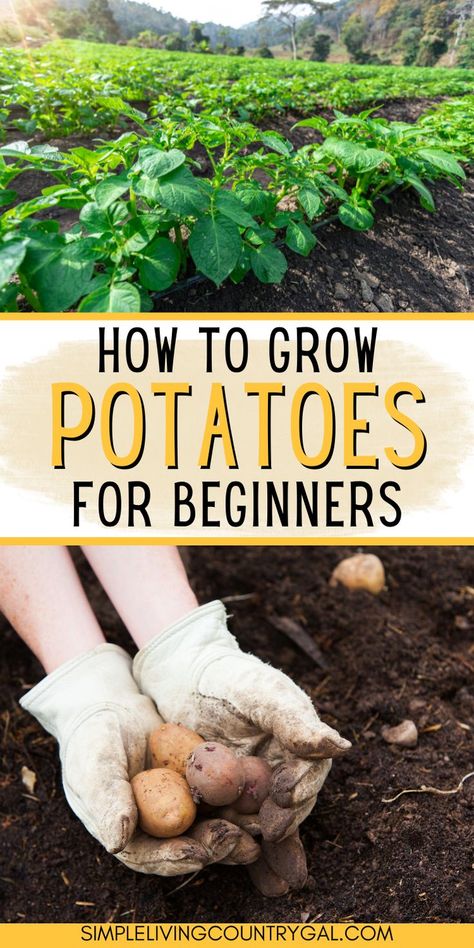 Grow Potatoes From Potatoes, Grow Potatoes Indoors, Potato Garden, Potatoes In Containers, Potatoes Growing, Container Vegetable Gardening, Potato Harvest, Potato Gardening, Grow Potatoes