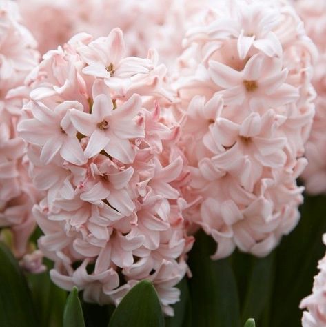 Pink Hyacinth Aesthetic, Hyacinths Aesthetic, Hycinthia Flower, Hycanith Flower, Lynx Shadow, Kc Davis, Pink Hyacinth, Pink Elements, Hyacinth Flower