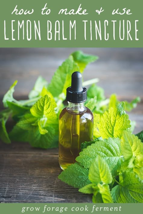 Lemon balm has many health benefits and one of the best ways to use it is in a tincture. Learn how to make this simple lemon balm tincture using fresh lemon balm from your garden! #lemonbalm #tincture Lemon Balm Recipes, Lemon Balm Tincture, Tinctures Recipes, Home Apothecary, Herbal Tinctures, Herbal Recipes, Herbal Apothecary, Natural Healing Remedies, Healing Remedies