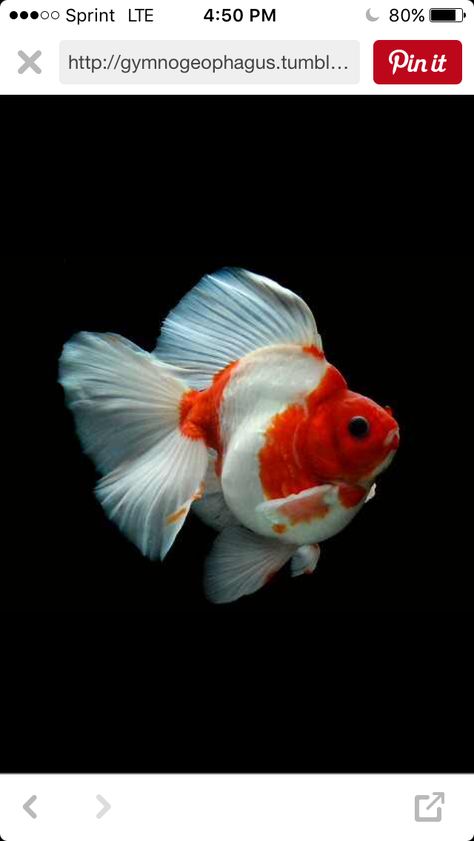 Positively stunning Ryukin Ryukin Goldfish, Oranda Goldfish, Fancy Fish, Fancy Goldfish, Goldfish Pond, Bawah Air, Golden Fish, Cool Fish, Gold Fish