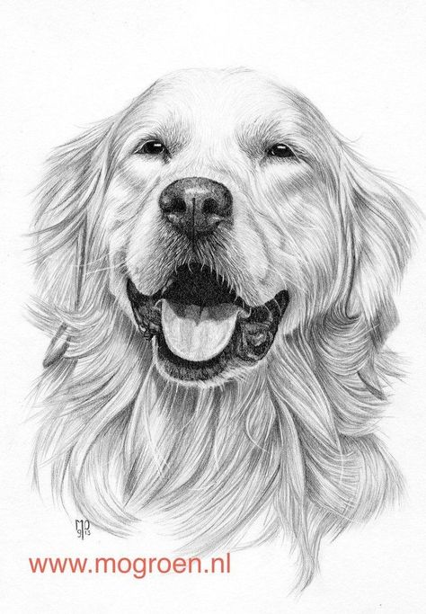 Golden Retriever Coloring Page Coloring Pages Draw A Golden Retriever Drawing Mo62 On Deviantart - albanysinsanity.com Retriever Drawing, Golden Retriever Colors, Golden Retriever Drawing, Portrait Au Crayon, Golden Retriever Art, Pencil Drawings Of Animals, Pencil Drawing Tutorials, Animal Drawings Sketches, Drawing Hands