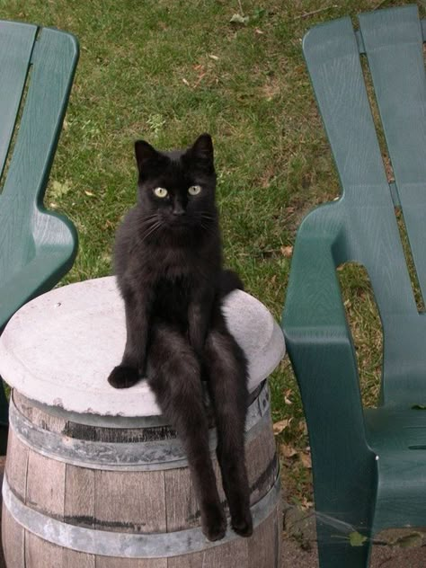 This cat just sitting like a human, casually. | 18 Pictures That Prove Cats Are Evolving A Black Cat, Here Kitty Kitty, Cat Sitting, I Love Cats, Kitty Kitty, Crazy Cat, Kitty Cats, Black Cats, Crazy Cat Lady