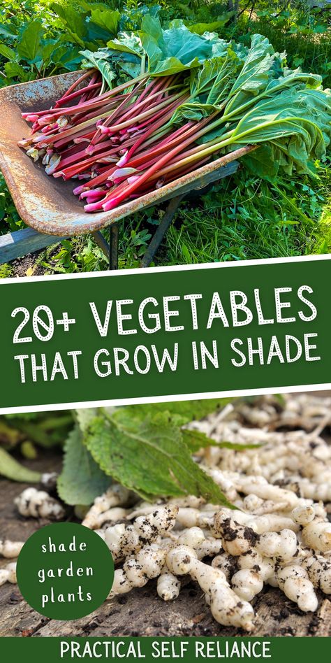 What Grows In Shade, Perennial Vegetable Garden Ideas, Shade Food Garden, Edible Shade Garden, Edible House Plants, Shaded Vegetable Garden, Perennial Food Garden, Shade Tolerant Vegetables, Plants That Grow In Shade Outdoors