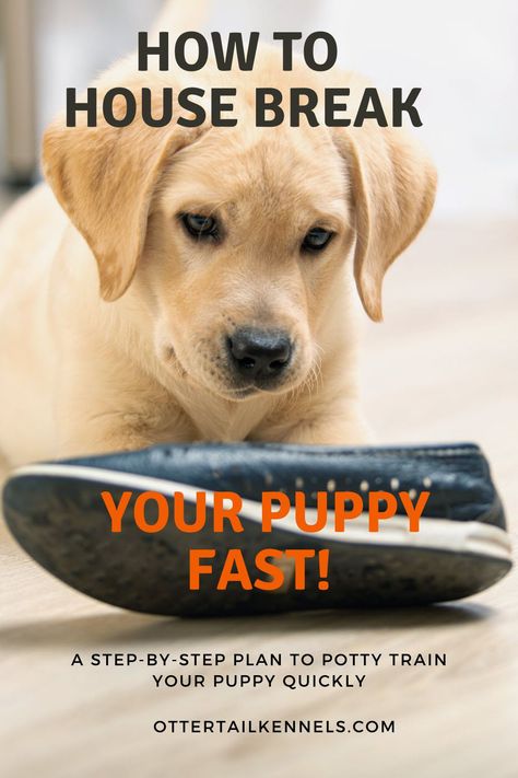 Training A Puppy Potty, House Breaking A Puppy Potty Training, How To Train A Labrador Puppy, Lab Training Tips Puppies, How To Train A Puppy To Pee Outside, How To House Train A Puppy Fast, Lab Puppy Training Tips, How To Potty Train A Puppy, Potty Train Dog