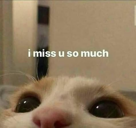 I Miss You Cute, I Miss U So Much, Cat Reaction, I Just Miss You, Memes For Him, Miss U So Much, Cat Meme, I Miss U, Miss U