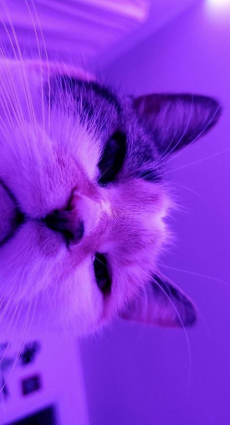 Wallpaper Gatos, Light Purple Wallpaper, Light Purple Background, Purple Aesthetic Background, Purple Animals, Purple Vibe, Cat Background, Cocoppa Wallpaper, Dark Purple Aesthetic