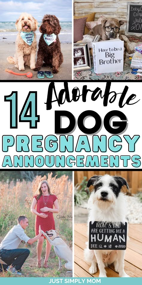 Looking for the perfect way to create a dog baby announcement to reveal that you're pregnant to family, friends, or social media? Here they are My Parents Are Getting Me A Human, Gender Reveal Ideas Using Dogs, Pregnant Announcement With Dog, Lab Results Are In Baby Announcement, Gender Reveal Using Dogs, Dog Baby Announcing Ideas, Baby Reveal With Dog, Social Media Baby Announcement Ideas, Dog Big Brother Announcement