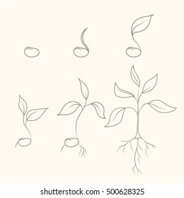 Seedling Drawing, Seed Tattoo, Seed Art, Sprouting Seeds, Instagram Photo Frame, Seed Germination, Tree Seeds, Tree Tattoo, Drawing Images