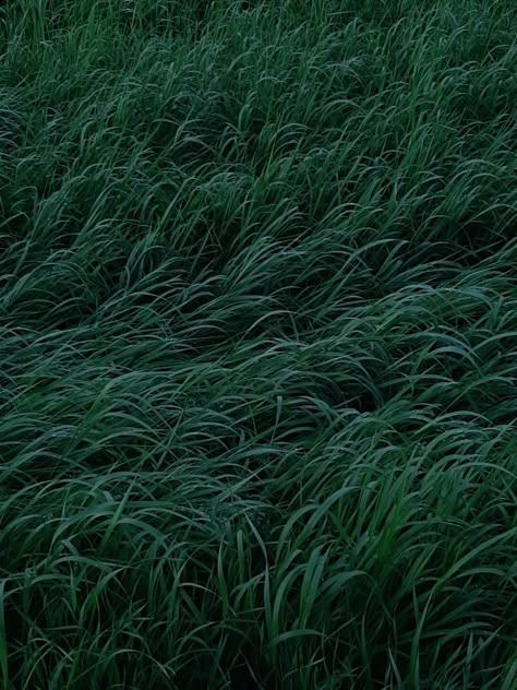 #grass #nature #dark #aesthetic #darkaesthetic #selflove #selfcare #evening #night #forest #details Soft Grass Aesthetic, Dark Grass Aesthetic, Dark Nostalgia Aesthetic, Green Energy Aesthetic, Tall Grass Aesthetic, Grass Aesthetic Wallpaper, Green Grass Aesthetic, Nature Dark Aesthetic, Grass At Night