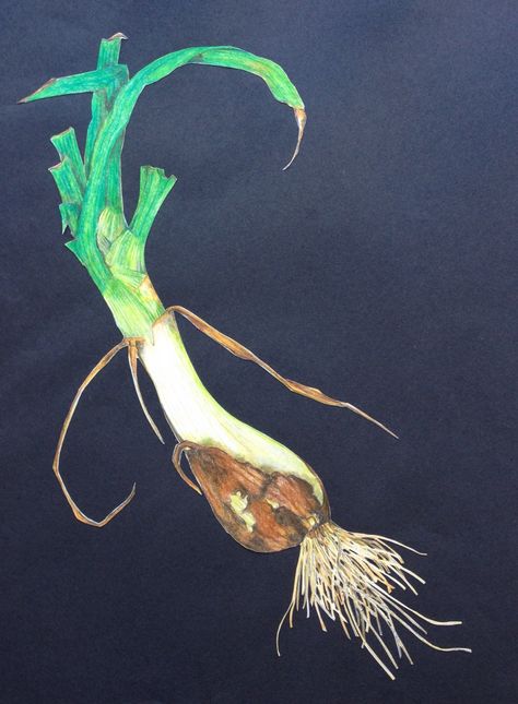 Spring Onion by Lisa McGregor - home grown, drawn in colored pencils and then eaten. 10"X14" Coloured pencil art Spring Onion Drawing, Onion Drawing, Coloured Pencil Art, Food Tool, Colouring Pencils, Art Final, Spring Onions, Home Grown, Spring Onion