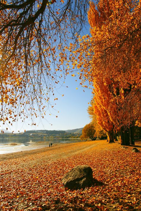 Lake Wanaka in Autumn | This one seems to be a viewer favour… | Flickr Leaves Photography, Video Backdrops, Lake Wanaka, Beautiful New Zealand, Leaf Photography, Scenery Photography, Seasons Autumn, Autumn Scenes, Autumn Scenery