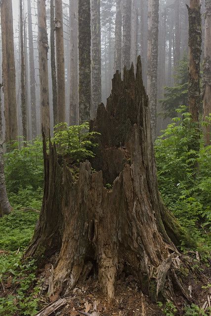 Tree Stump Aesthetic, Tree Stump Photography, Mossy Tree Stump, Tree Stump Reference, Tree Reference Photography, Tree Stump Painting, Tree Stump Tattoo, Stump Painting, Tree Stump Art