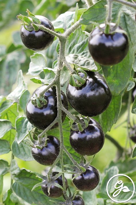 Black Tomatoes, Types Of Seeds, Tomato Varieties, Types Of Tomatoes, Varieties Of Tomatoes, Video Garden, Tomato Garden, Sustainable Garden, Best Black