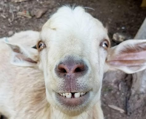 You Goats To Be Kidding: These Goats Are Ridiculously Adorable - Page 29 of 41 Money Background Aesthetic Black, Funny Goat Pictures, Goat Pics, Tattoo Goat, Goat Pictures, Funny Goats, Goat Paintings, Goat Picture, I Miss You Wallpaper