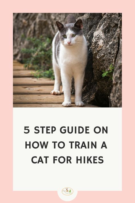 A black and white cat stands attentively near a rocky surface with greenery in the background. Beneath the photo, text reads "5 Step Guide on How to Train a Cat for Hikes" on a light-colored background with a small emblem at the bottom center. Cat Backpack Carrier, Cat Toilet Training, Pet Travel Carrier, Cat Toilet, Cat Backpack, Leash Training, Training Kit, Cat Harness, Cat Carrier